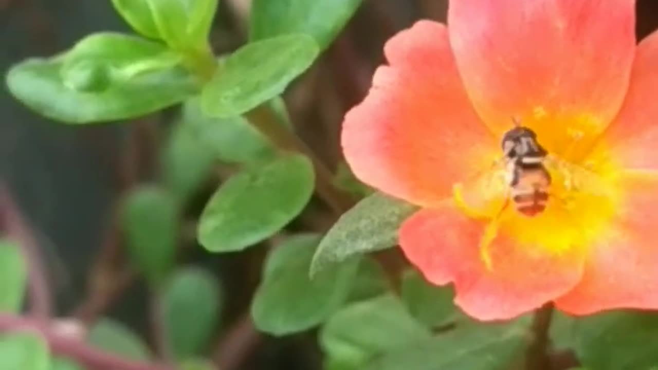 Honey bee sucking juce from flower