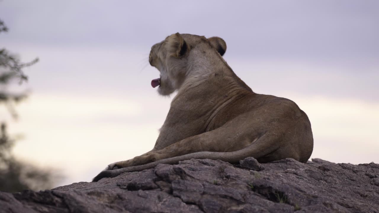 Lioness Resting on Rock 01