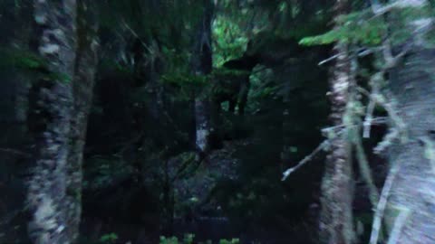 Moose