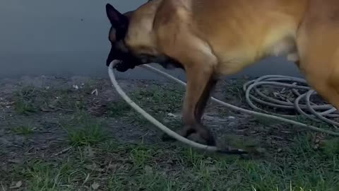 Dogs Help Clean Porch #smartdog #belgianmalinois #dog