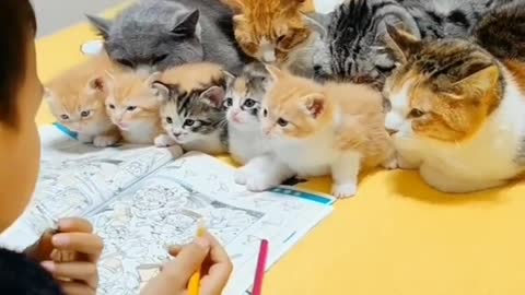 Dm for credit or removal #catlover