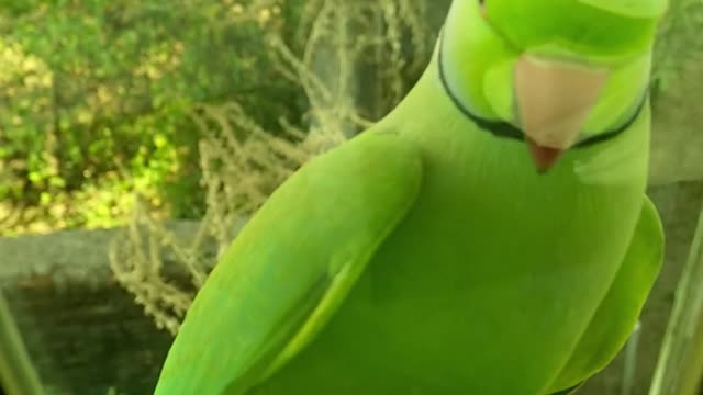 The parrot knocks the window in order to enter
