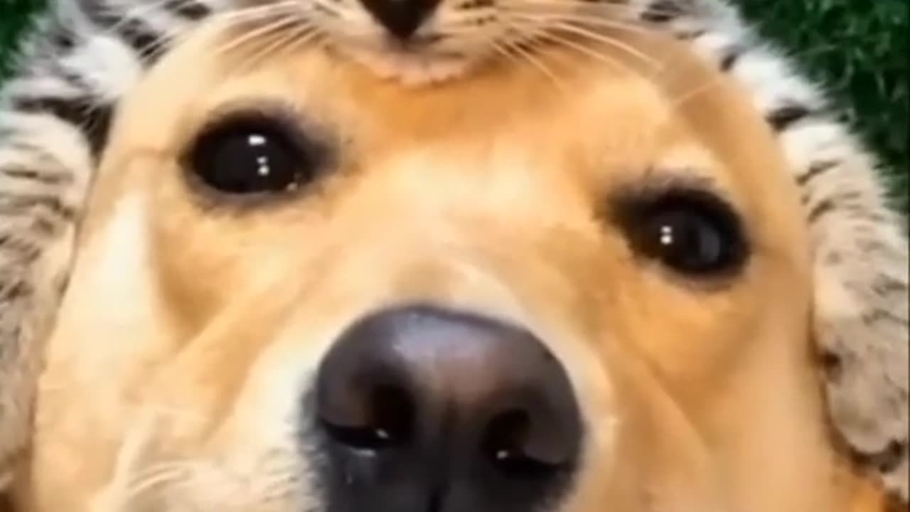 Funny cat & dog video.