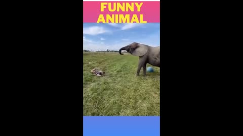 Epic Funny Animals