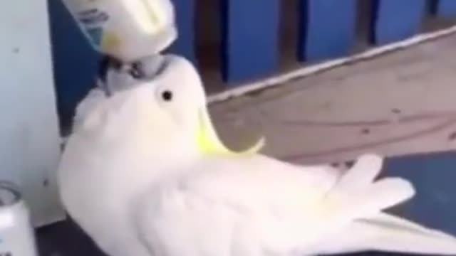 A parrot that steals a drink