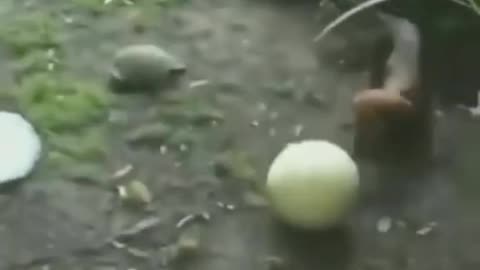 Dog And Turtle's Football Match Going On #shorts #viral #shortsvideo #video