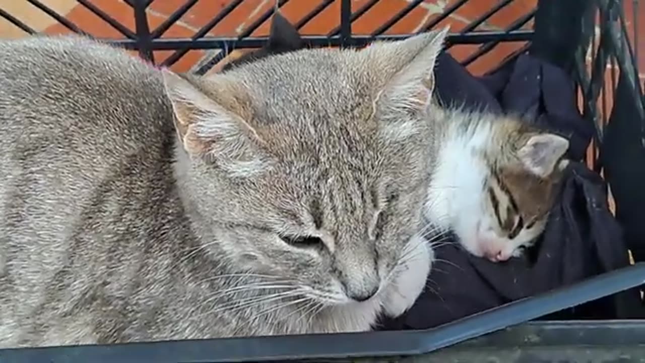 Sleeping cute kittens. These kittens are very beautiful.