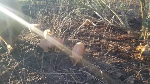 Piglets