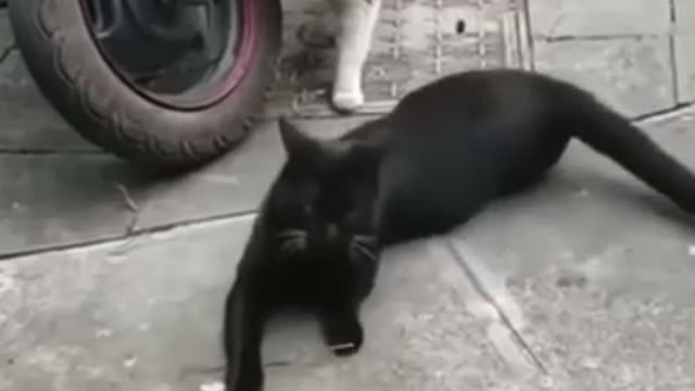 Funny cats video