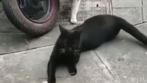 Funny cats video