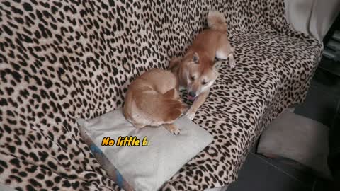 Crazy Shiba Inu FUN Time and Yumi thinks she can jump and walk over the TABLE #129 (1)