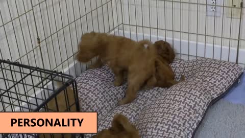 Labradoodle vs Goldendoodle