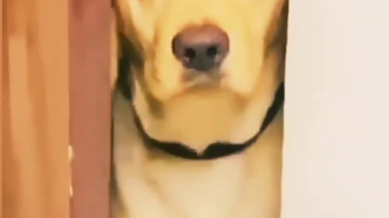 cute animal