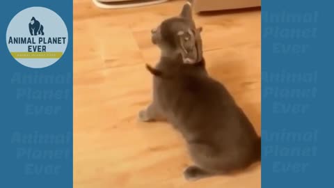 Cutest Animals in The world 🌎 - Supper funniest pets - Animal Planet Ever #37