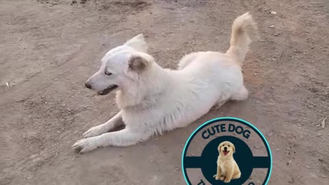 Beautiful Dog Video