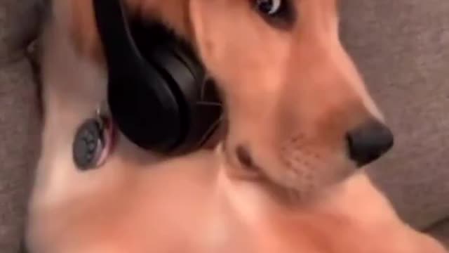 The dog is just trying to play games