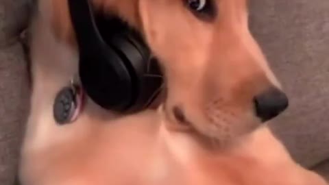 The dog is just trying to play games