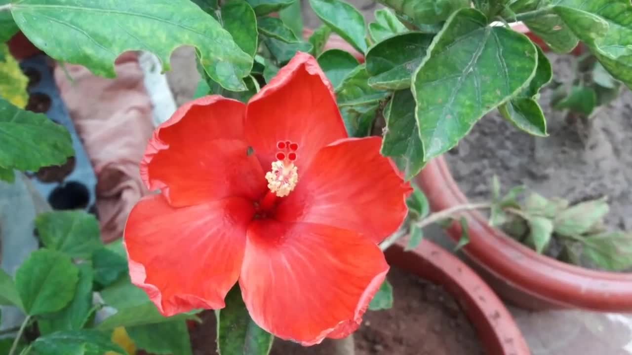 Varieties of Hibiscus flower / Hibiscus collection in India