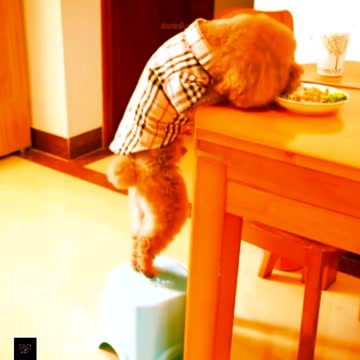 funny puppy videos | funny dog