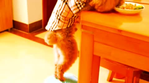 funny puppy videos | funny dog