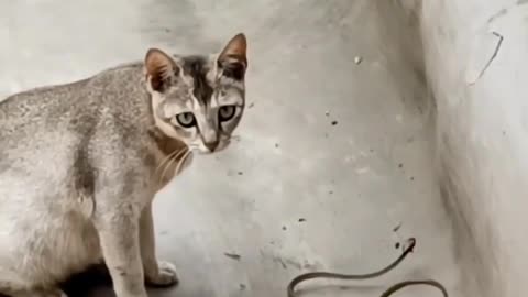 Cat 😸 playing with small snake