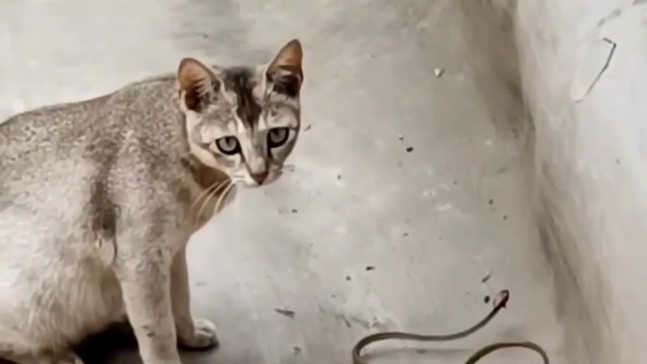 Cat 😸 playing with small snake