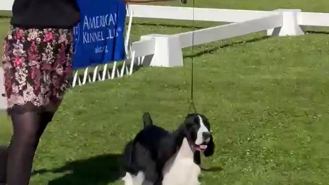 Dog show english springer spaniel