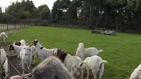 New Zealand Farm Animals