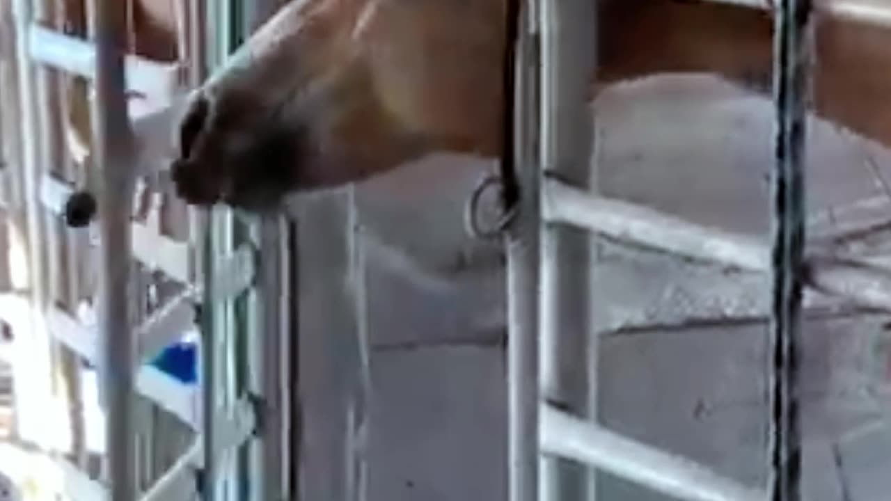 horse opens door for himself