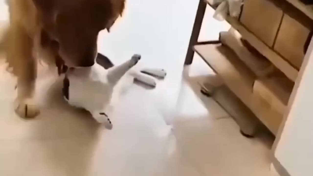 Astonishing Friendship of Cat and Dog