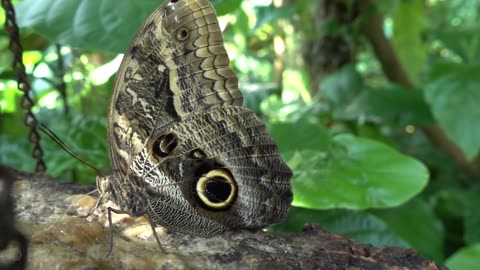 Welcome a beautiful journey through the world of butterflies in slow motion