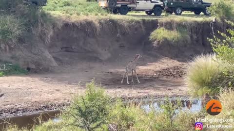 Intense Battle Between Lioness & Giraffe Over Her Newborn Baby