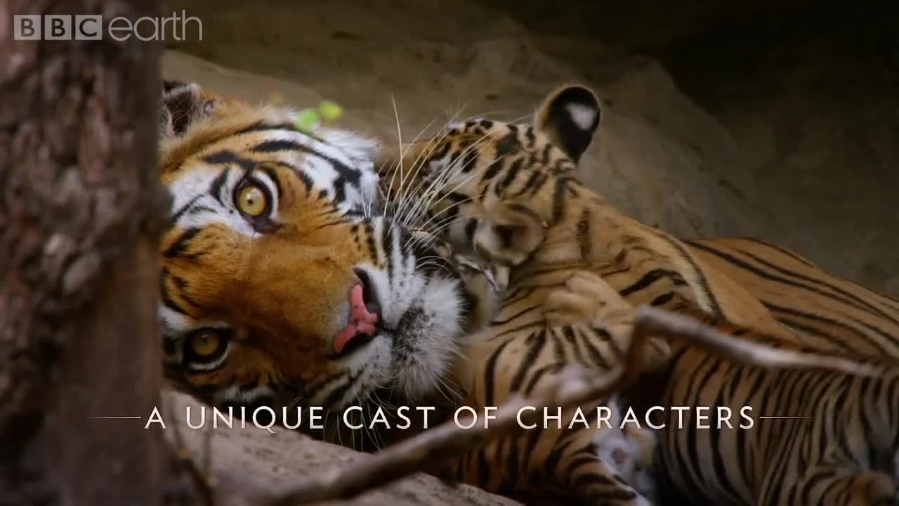 Dynasties: First Look Trailer | New David Attenborough Series | BBC Earth