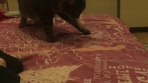 The cat is afraid of its shadow