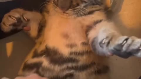 The adorable baby tiger 🤗 🐯 rescue loves hsi wipes down