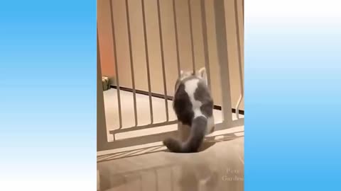 Top Funny Animal Video