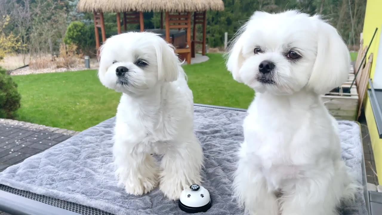 Beautiful White Puppies