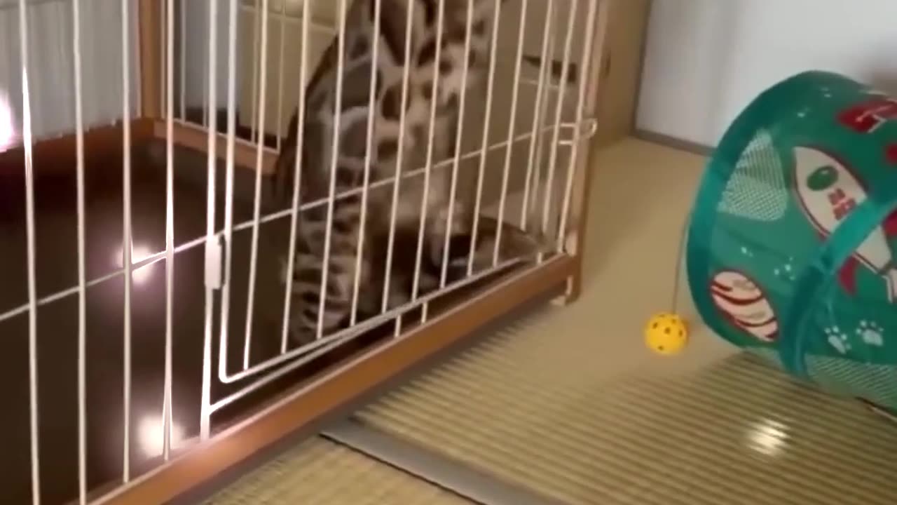 "The Purr-fect Comedy Show: A Day in the Life of a Hilarious Cat πΊπ"