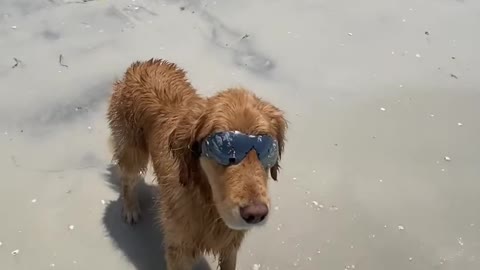 Dog Wearing Sunglasses Enjoys View While Standing At Beach