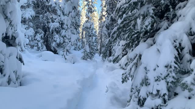 Better Than a Mall Display – Central Oregon – Swampy Lakes Sno-Park – 4K