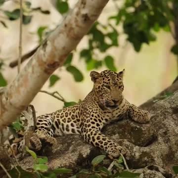 Here the frantic cry of spotted deer and cheetah in the background took us to this banyan tree