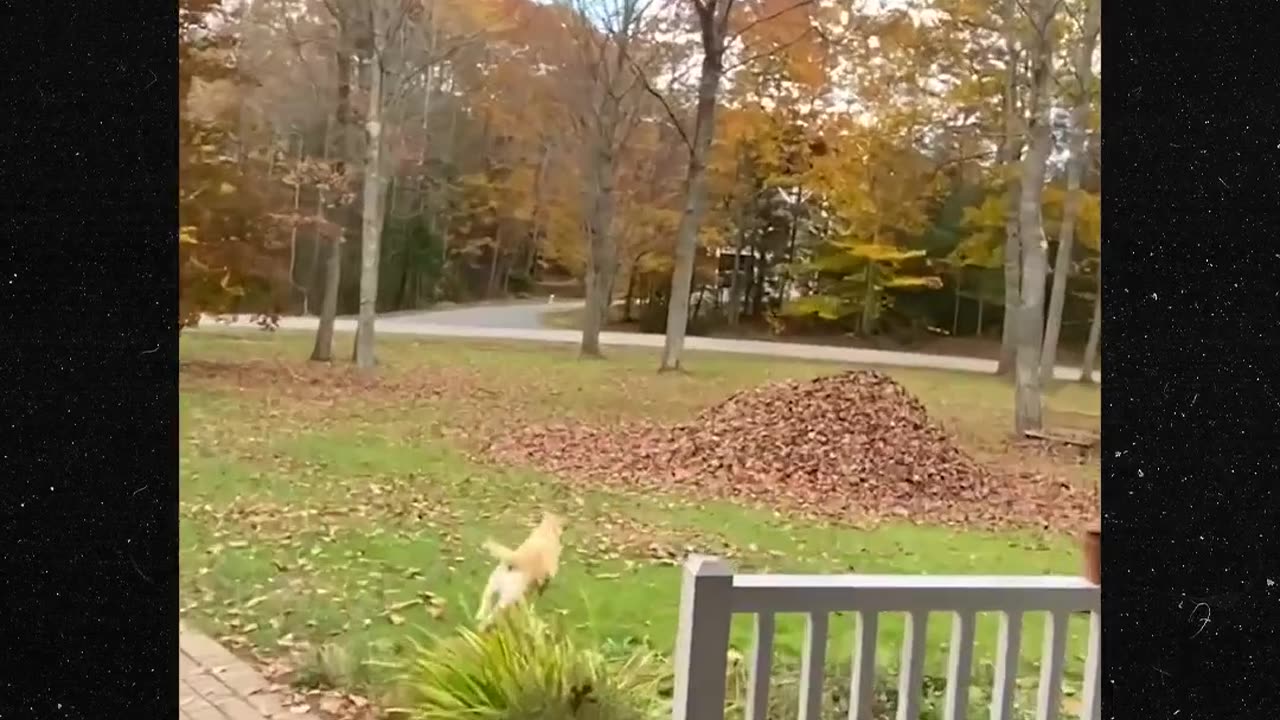 Dog dives into huge pile of leaves😂