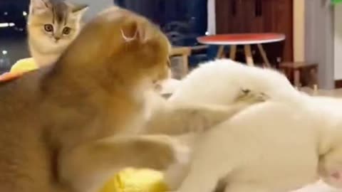 Cute and funny cat video.