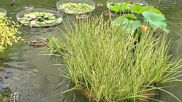 A little relaxing time at the pond