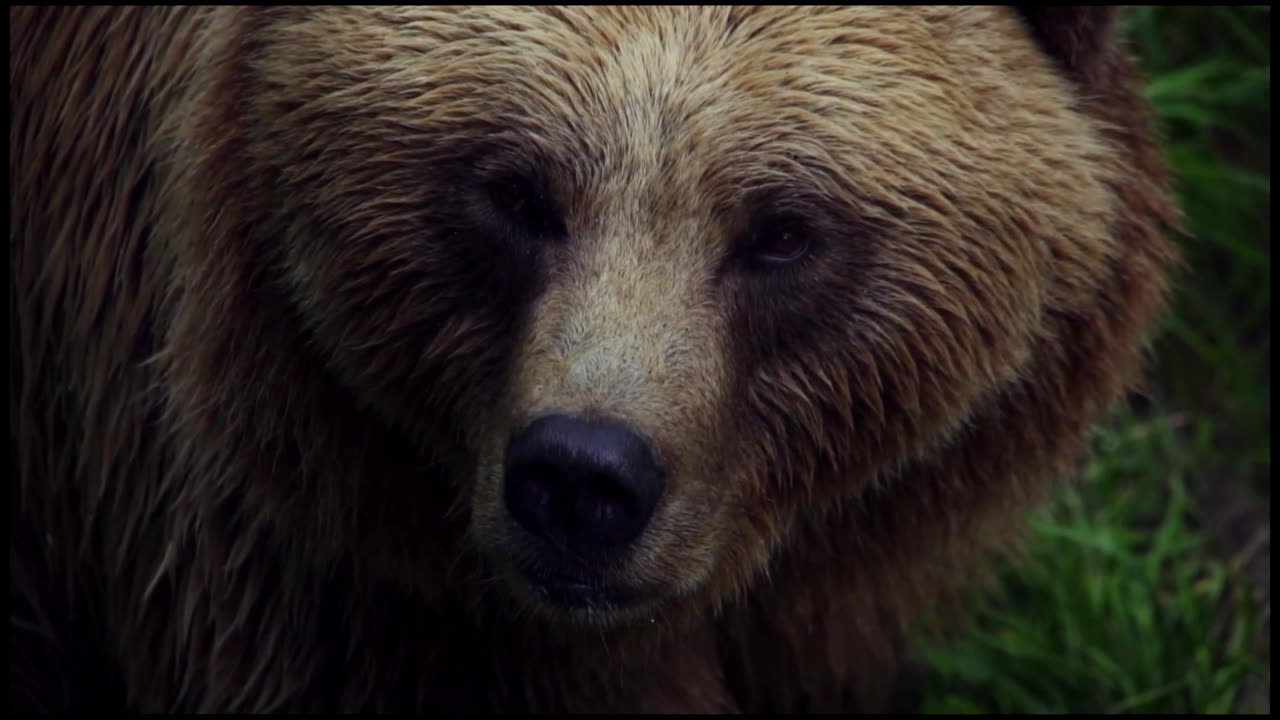 Brown Bear