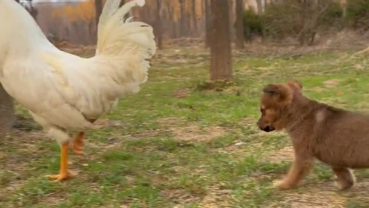 Cute baby puppy 🐕🐶😍 playing with love bird 🐦 #cuteanimals #cuteclips #funnyanimals #cutepuppy