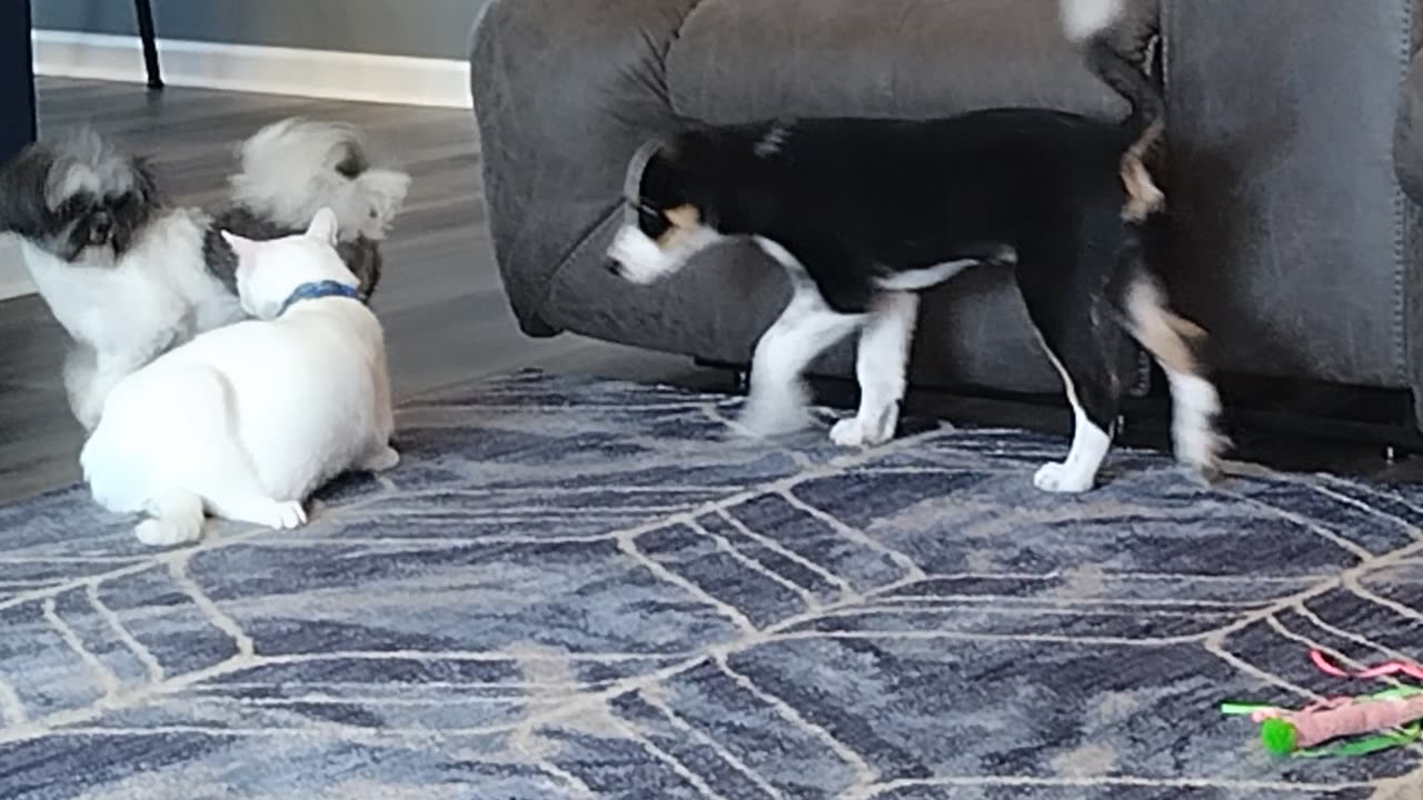 Dog and cat