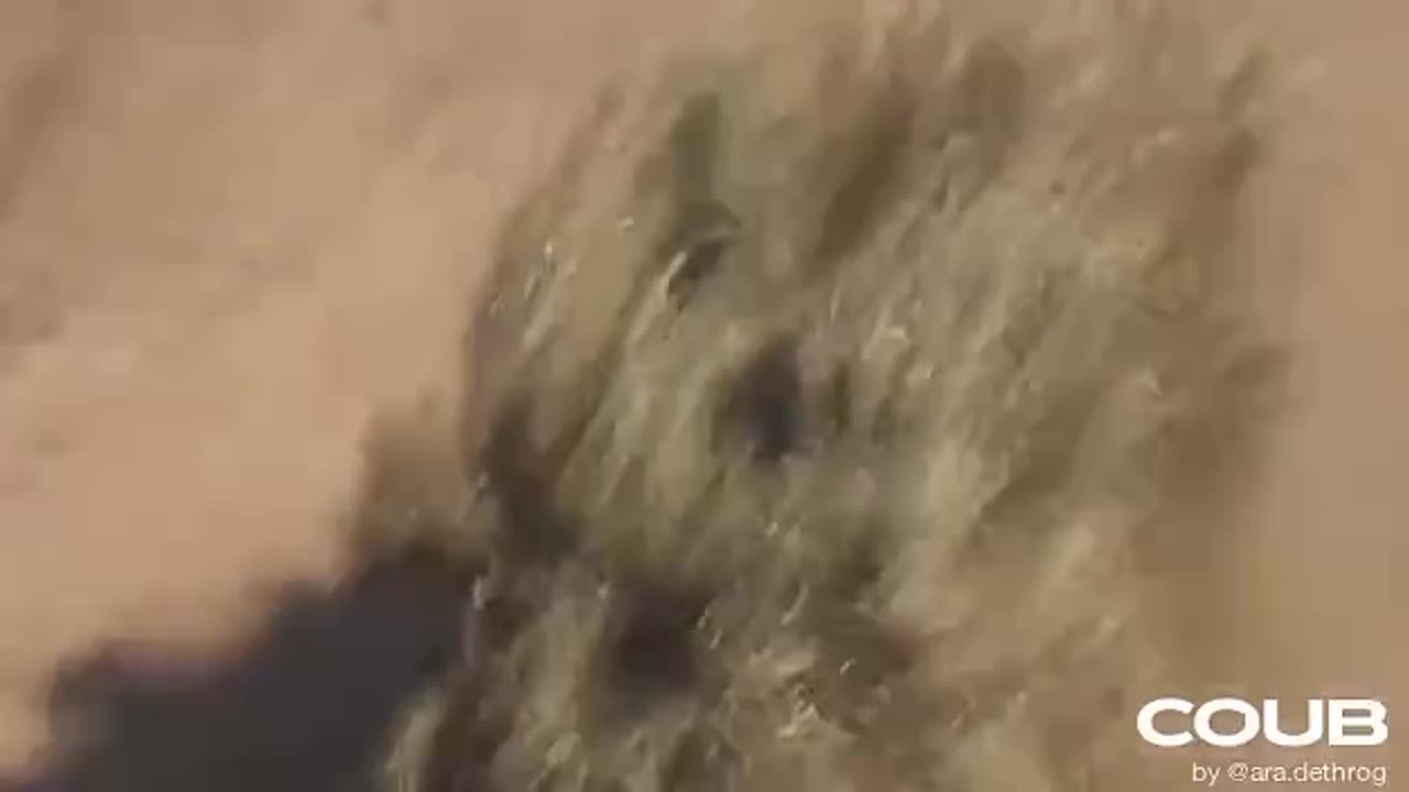 That small bush is loaded