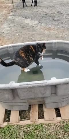Miraculous footage shows 'Jesus cat' walking on water