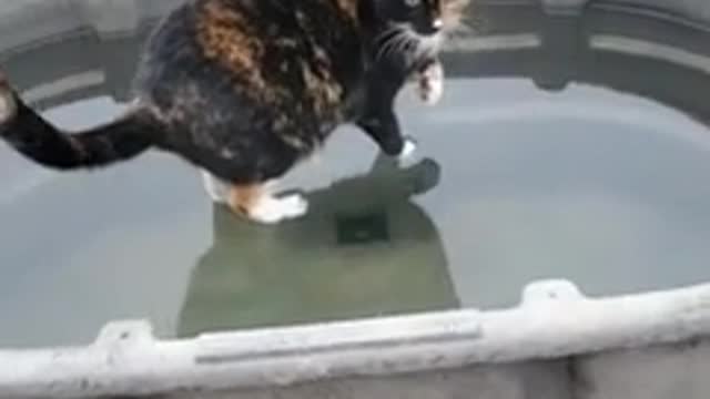 Miraculous footage shows 'Jesus cat' walking on water